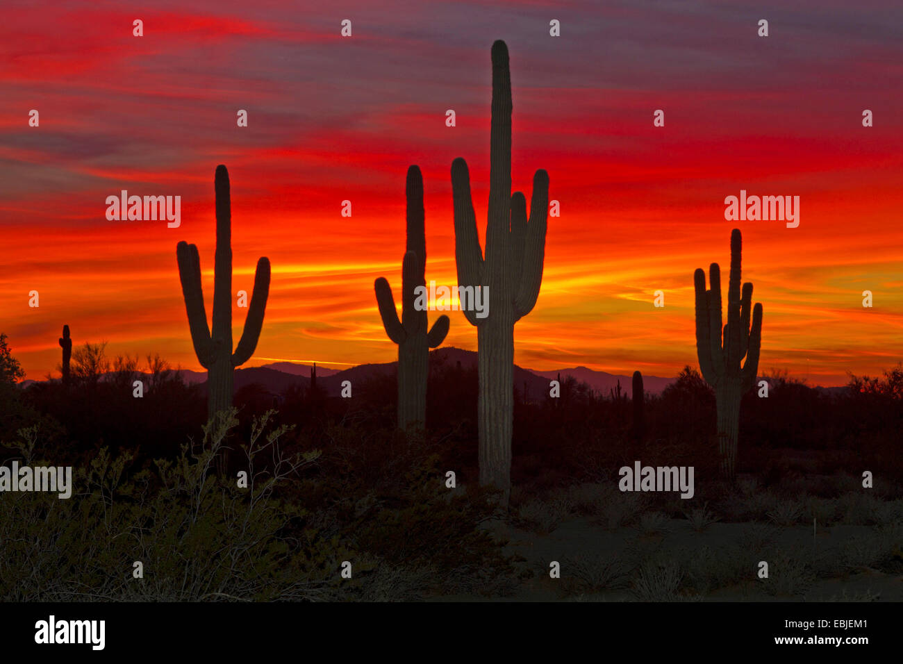 Cactus saguaro (Carnegiea gigantea, Cereus giganteus), des individus de grande taille au coucher du soleil, USA, Arizona, Phoenix Banque D'Images