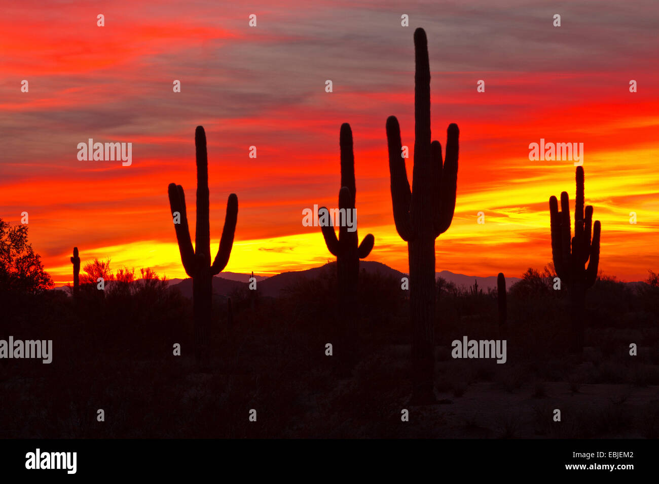 Cactus saguaro (Carnegiea gigantea, Cereus giganteus), des individus de grande taille au coucher du soleil, USA, Arizona, Phoenix Banque D'Images