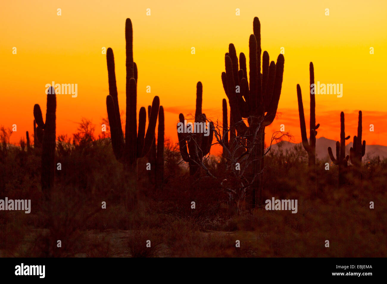 Cactus saguaro (Carnegiea gigantea, Cereus giganteus), groupe dans la soirée, USA, Arizona, Phoenix Banque D'Images