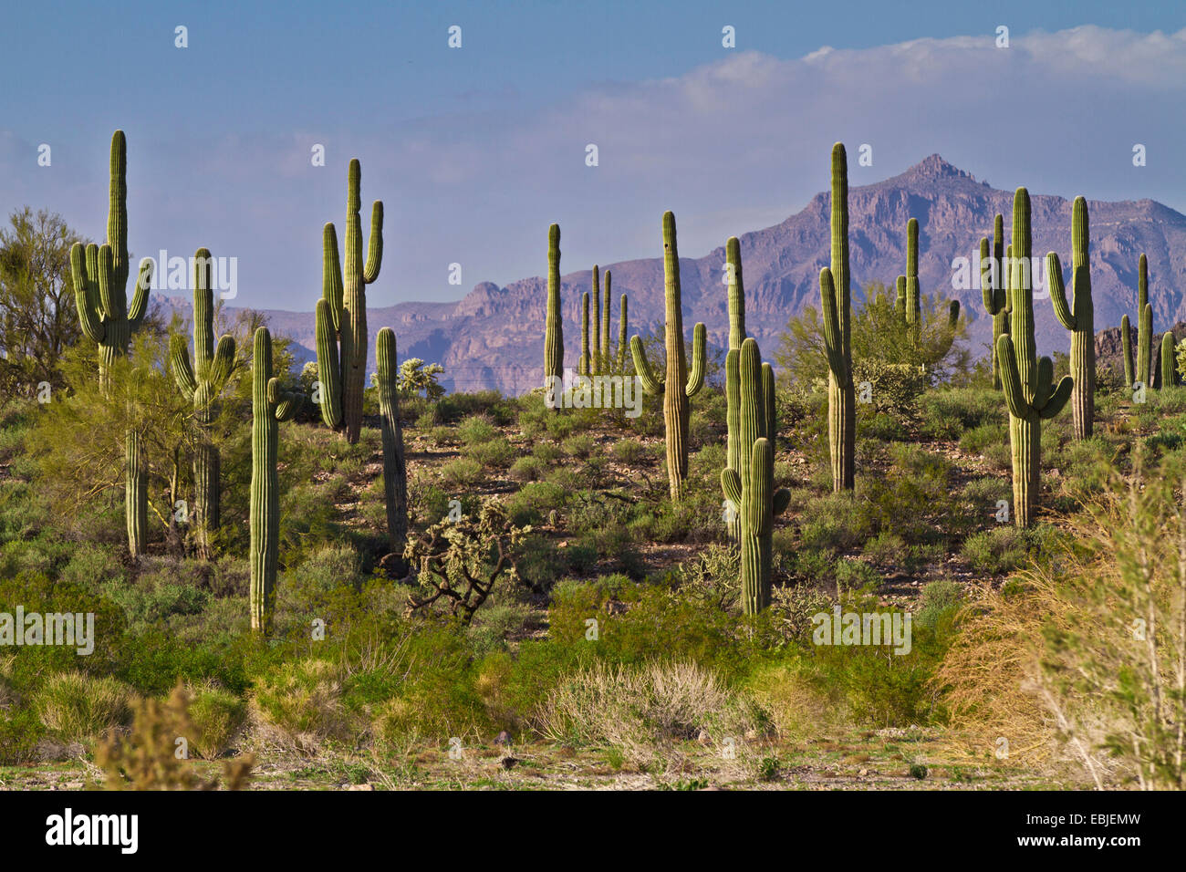 Cactus saguaro (Carnegiea gigantea, Cereus giganteus), au désert de Sonora, USA Banque D'Images