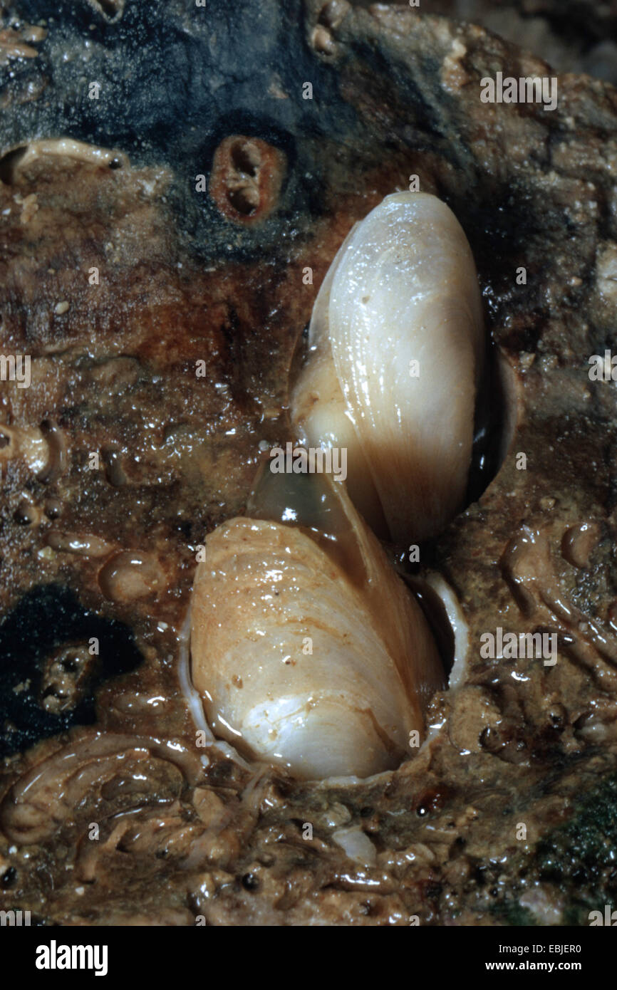 La fiole jaugée de shell, shell (Gastrochaena Rocellaria dubia, dubia), deux obus dans la région de limon Banque D'Images