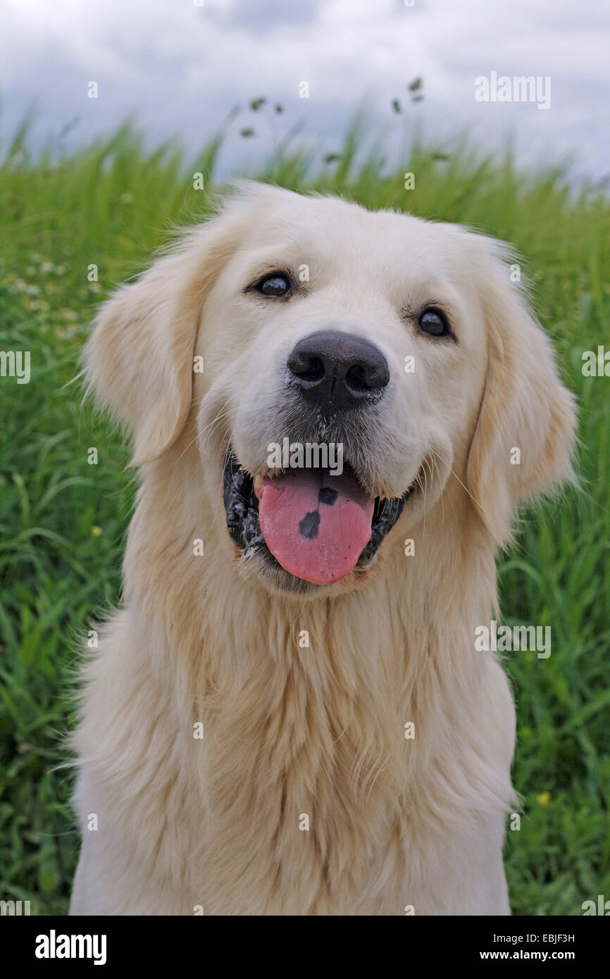 Golden Retriever (Canis lupus f. familiaris), âgé de 14 mois Golden Retriever assis dans une prairie de fleurs Banque D'Images