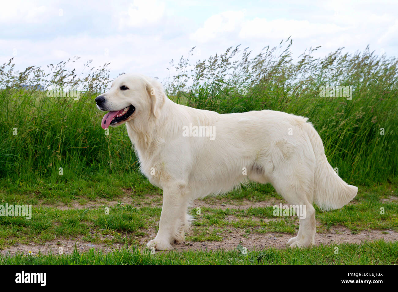 Golden Retriever (Canis lupus f. familiaris), âgé de 14 mois Golden Retriever debout sur un chemin de champ Banque D'Images