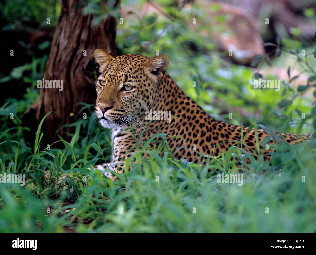 Leopard (Panthera pardus), allongé sur l'herbe, Zimbabwe Banque D'Images