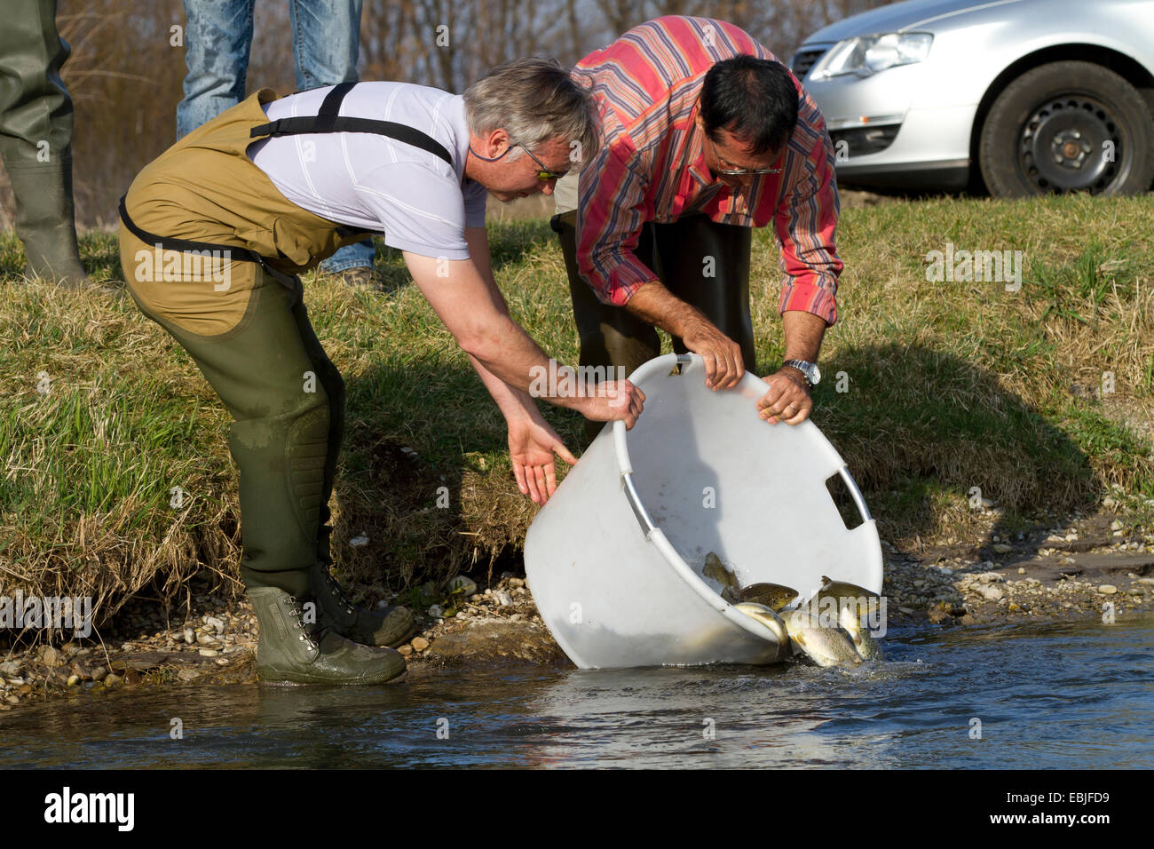La truite brune, la truite de rivière, l'omble de fontaine (Salmo trutta fario), libérant les poissons dans une rivière, l'Allemagne, la Bavière Banque D'Images