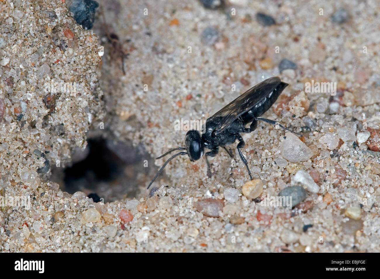 Digger wasp (Tachysphex, spéc.), creuser den, Allemagne Banque D'Images