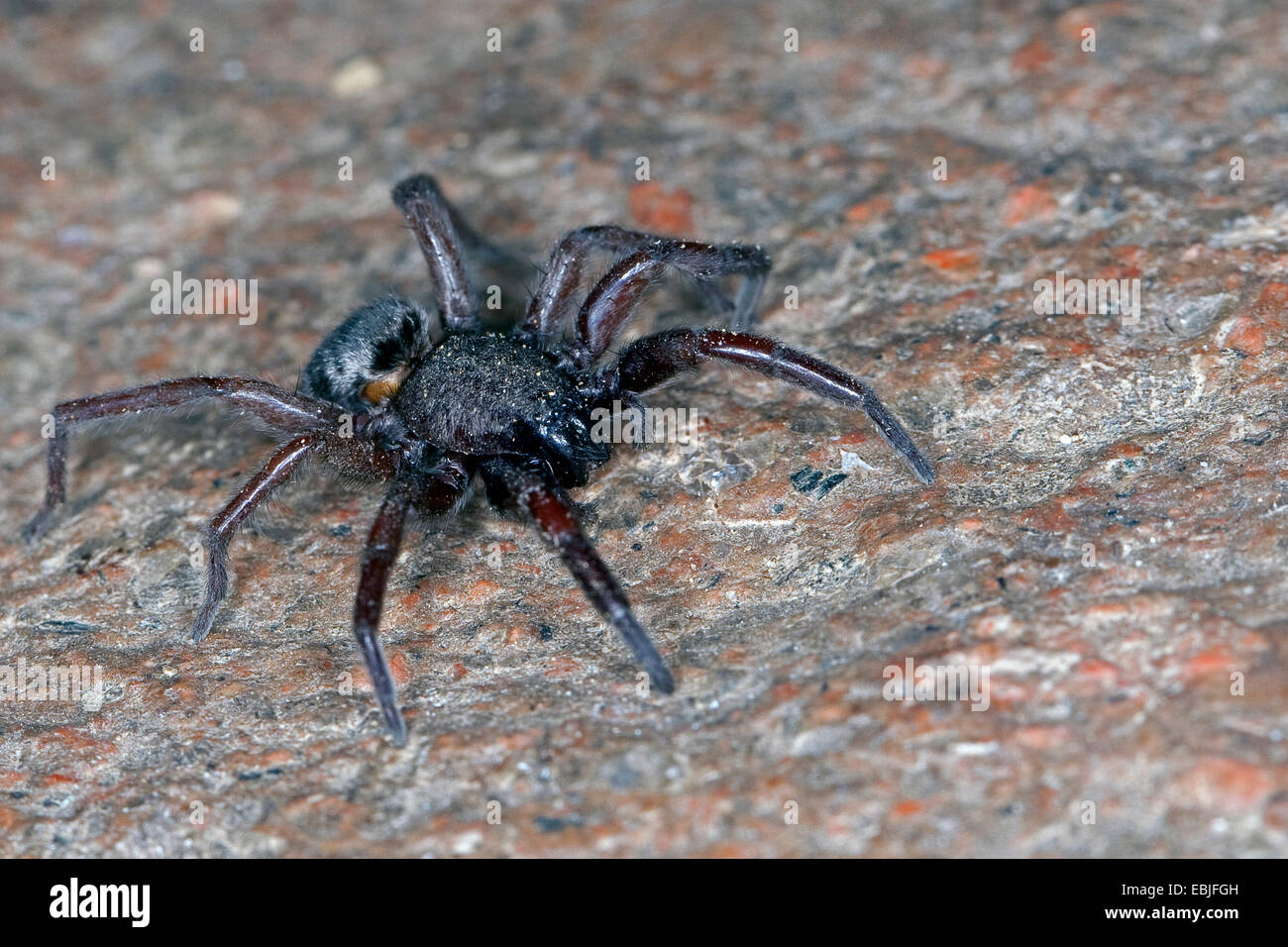 Les araignées du sol, chasse les araignées (Scotophaeus spec.), assis, Allemagne Banque D'Images