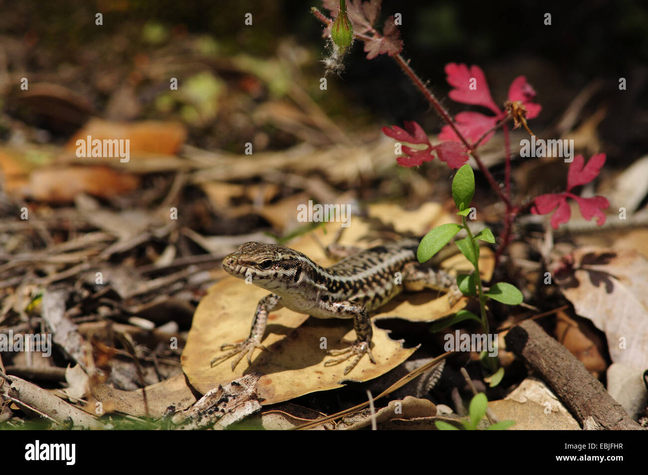 Erhard's lézard des murailles (Podarcis, erhardii erhardii erhardii Lacerta, Podarcis riveti), assise sur la masse des forêts, Grèce, Macédoine, Kato Olymp Banque D'Images