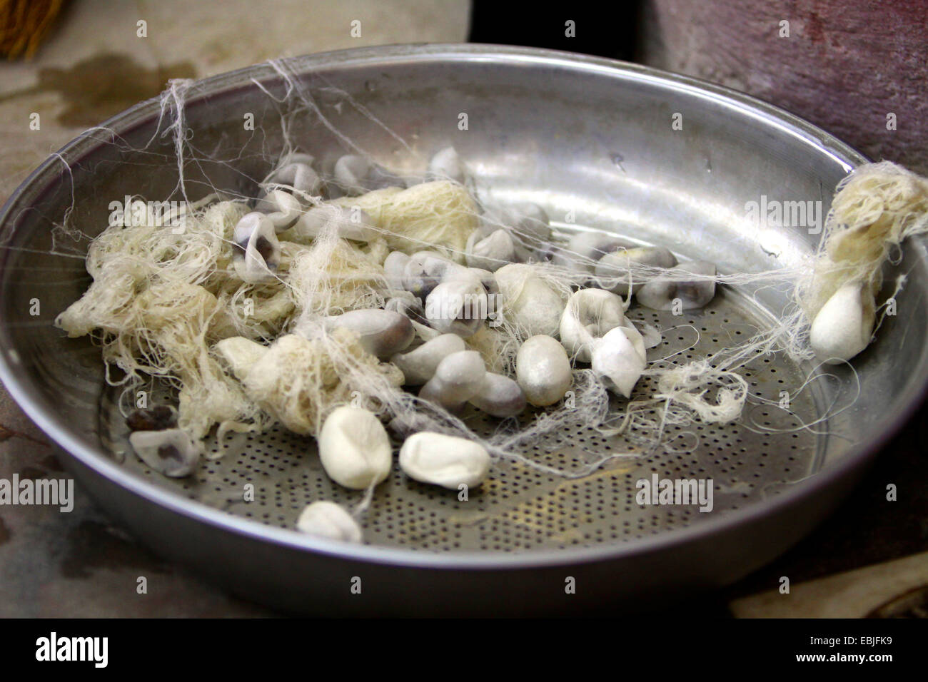 Ver à soie (bombyx mori), les cocons dans un bol en métal dans une usine de production de soie, Turquie Banque D'Images