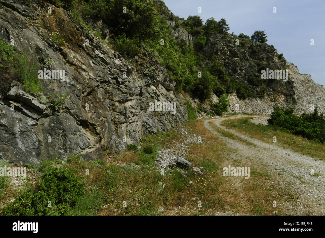 Erhard's lézard des murailles (Podarcis erhardii erhardii, Lacerta), chemin de randonnée à flanc de montagne, l'habitat d'Erhard's lézard des murailles (Podarcis erhardii erhardii, Lacerta), Grèce, Macédoine, Olymp Banque D'Images