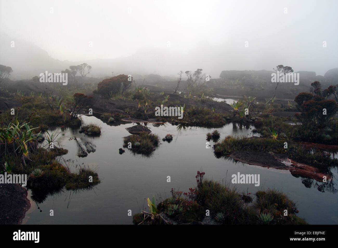 Accumulations d'eaux dans le paysage rock sur le plateau de la mesa Mont Roraima, Venezuela, Parc national Canaima Banque D'Images