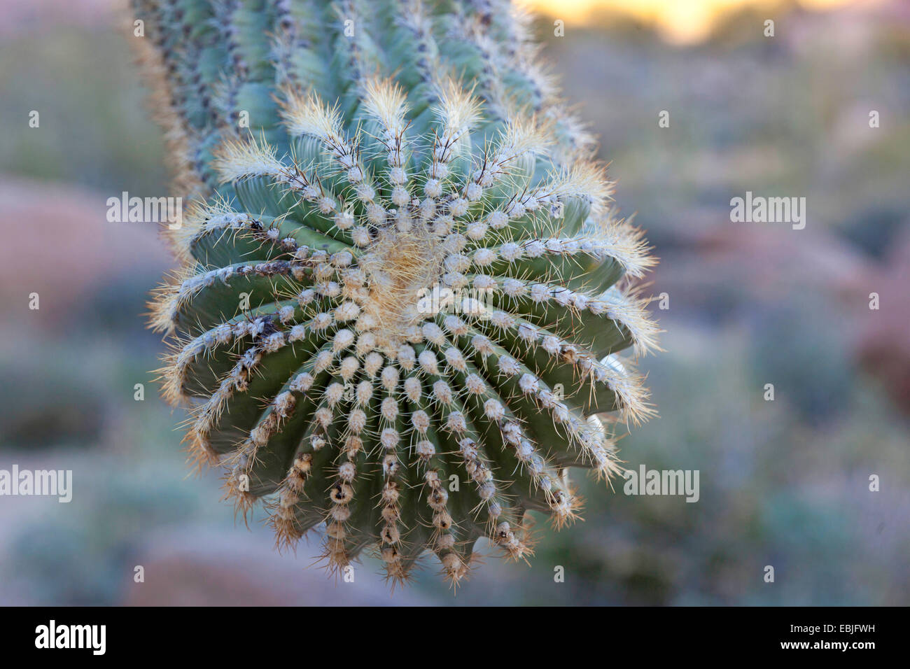 Cactus saguaro (Carnegiea gigantea, Cereus giganteus), sous forme de la direction générale ci-dessus, l'Arizona, USA Banque D'Images