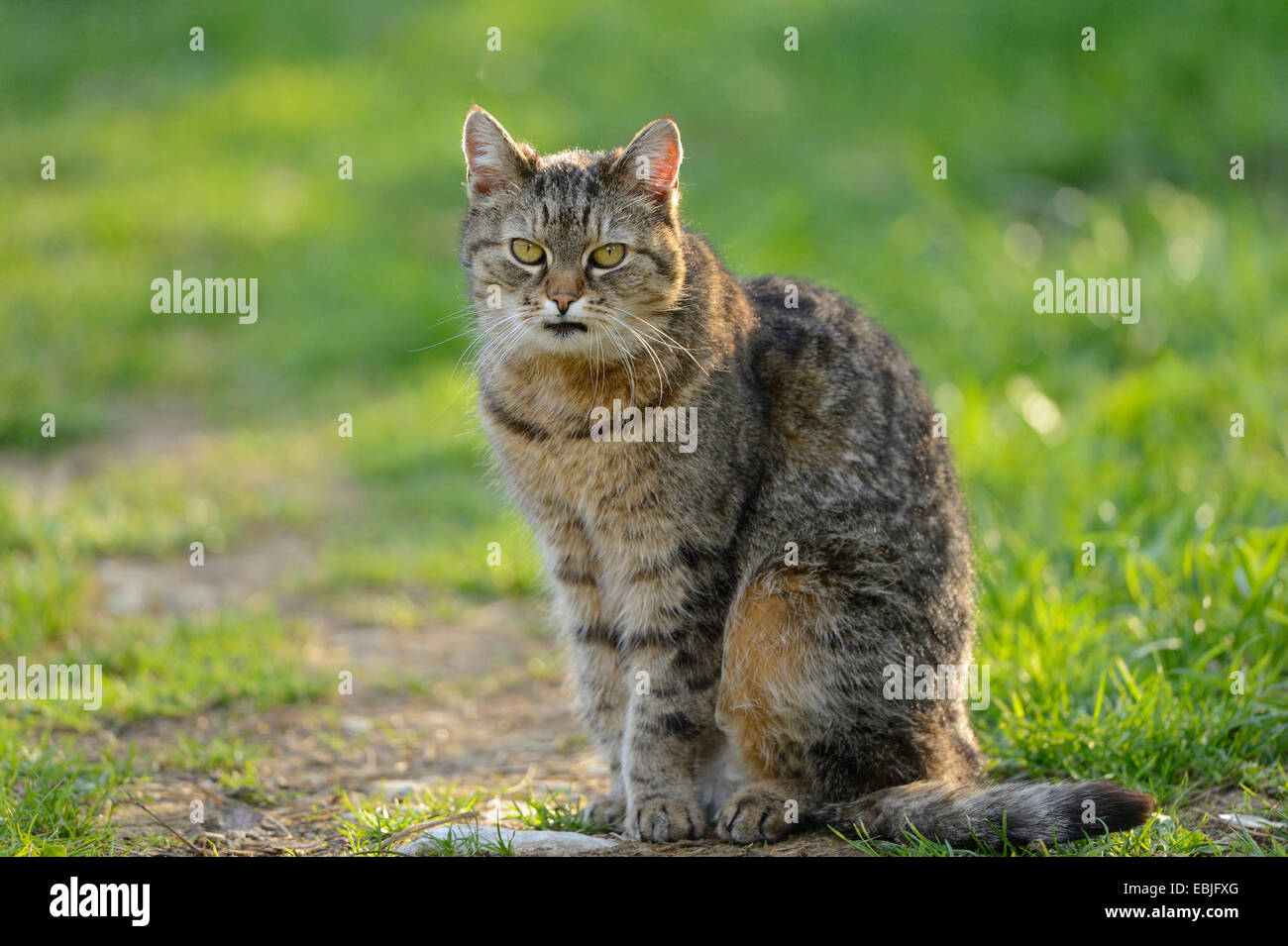 Chat domestique, le chat domestique (Felis silvestris catus) f., assis dans un pré, Allemagne Banque D'Images