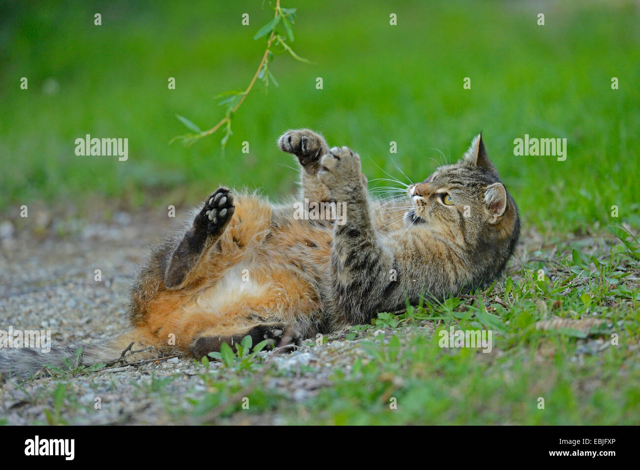 Chat domestique, le chat domestique (Felis silvestris catus). f, en position couchée, jouant avec droopy twig, Allemagne Banque D'Images