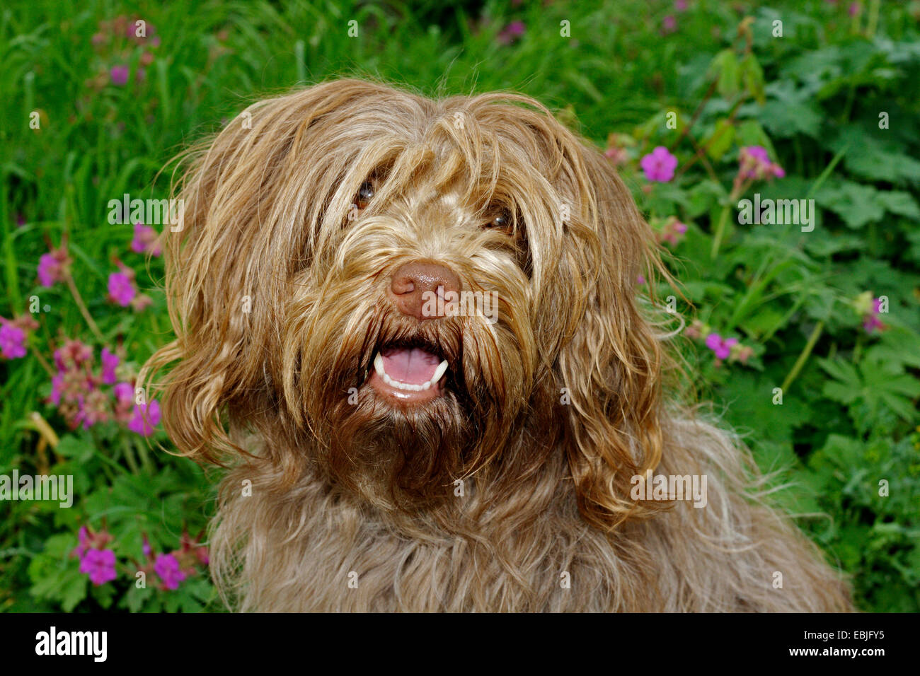 Berger hollandais, Schapendoes, Nederlandse Schapendoes (Canis lupus f. familiaris), assis dans le jardin Banque D'Images
