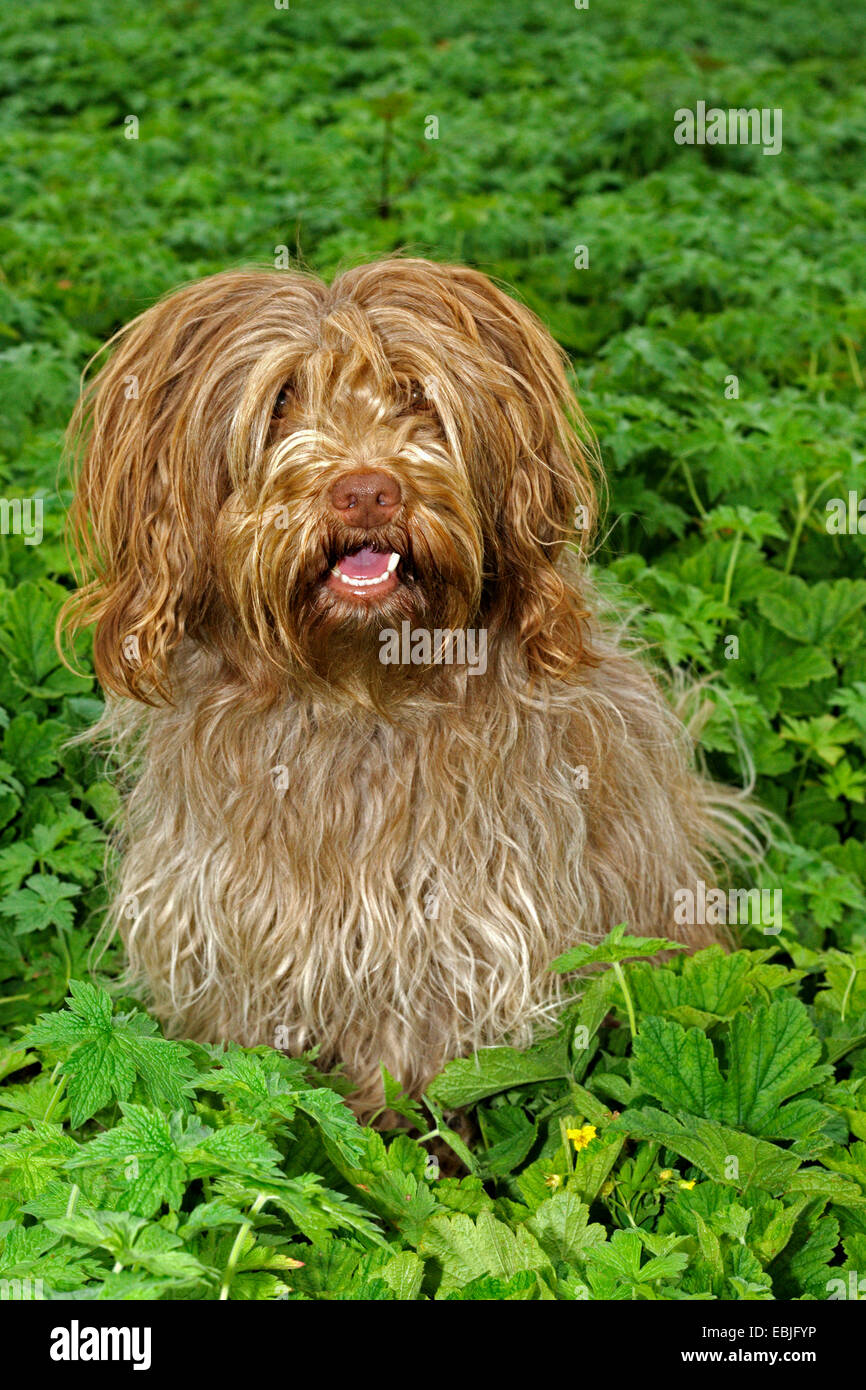 Berger hollandais, Schapendoes, Nederlandse Schapendoes (Canis lupus f. familiaris), assis dans le jardin Banque D'Images