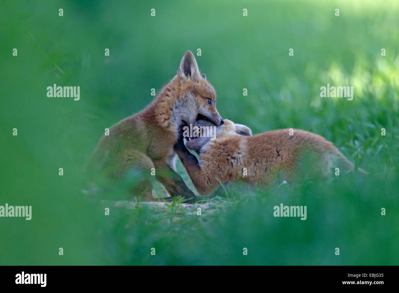 Le renard roux (Vulpes vulpes) renard, deux oursons jouant dans un pré, Allemagne, Schleswig-Holstein Banque D'Images