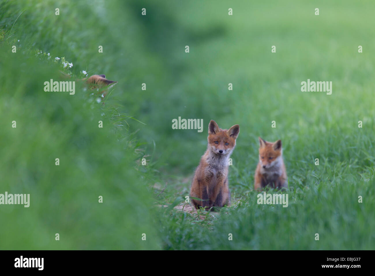 Le renard roux (Vulpes vulpes), deux fox cubs assis dans un pré, Allemagne, Schleswig-Holstein Banque D'Images