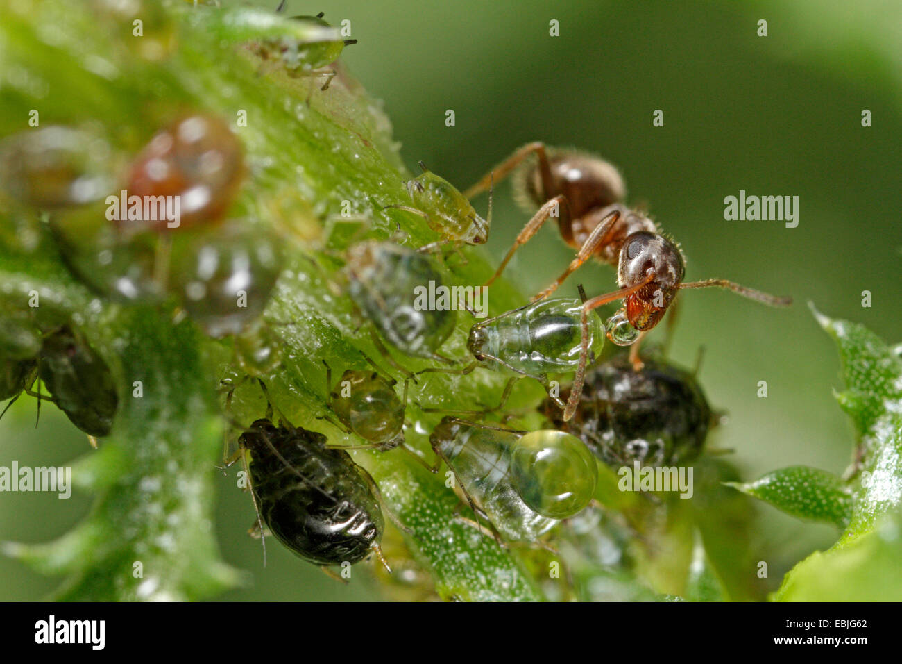 Black ant, fourmi noire, jardin commun (Lasius niger) ant noir, ant Jardin puceron de la traite, de l'Allemagne, de Bavière, Eckental Banque D'Images