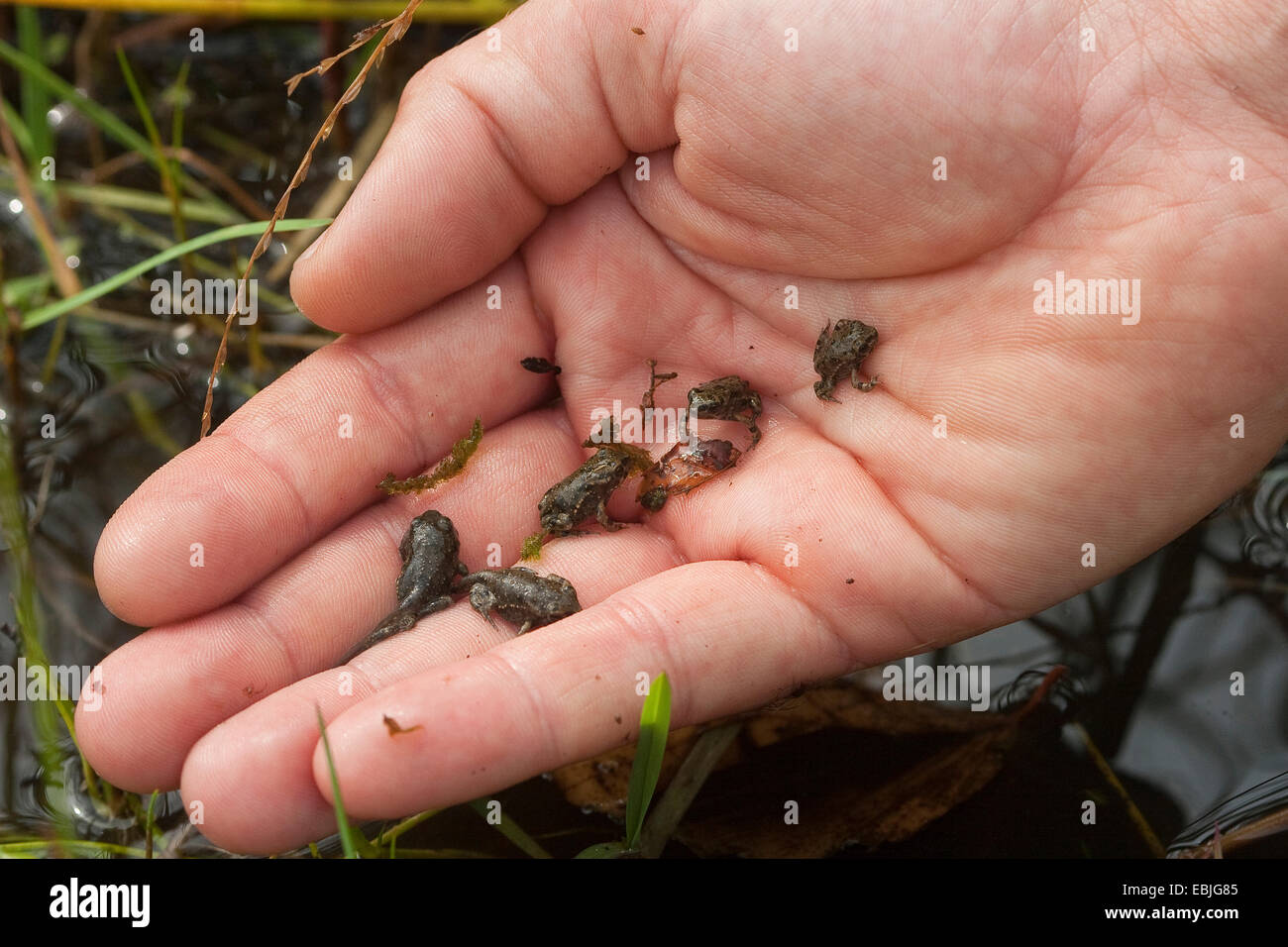 Crapaud vert (Bufo bigarré, viridis), les jeunes crapauds d'être libérés dans une zone humide par un biologiste dans le cadre d'un programme de protection des amphibiens Banque D'Images