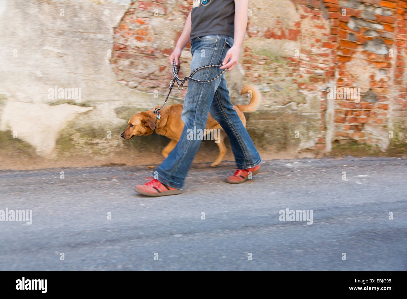 Man Walking dog sur rue, Ghemme, Novara, Italie Banque D'Images