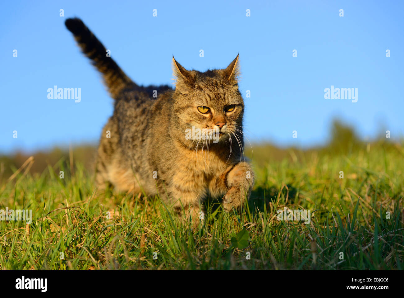 Chat domestique, le chat domestique (Felis silvestris catus). f, marcher dans un pré, Allemagne Banque D'Images