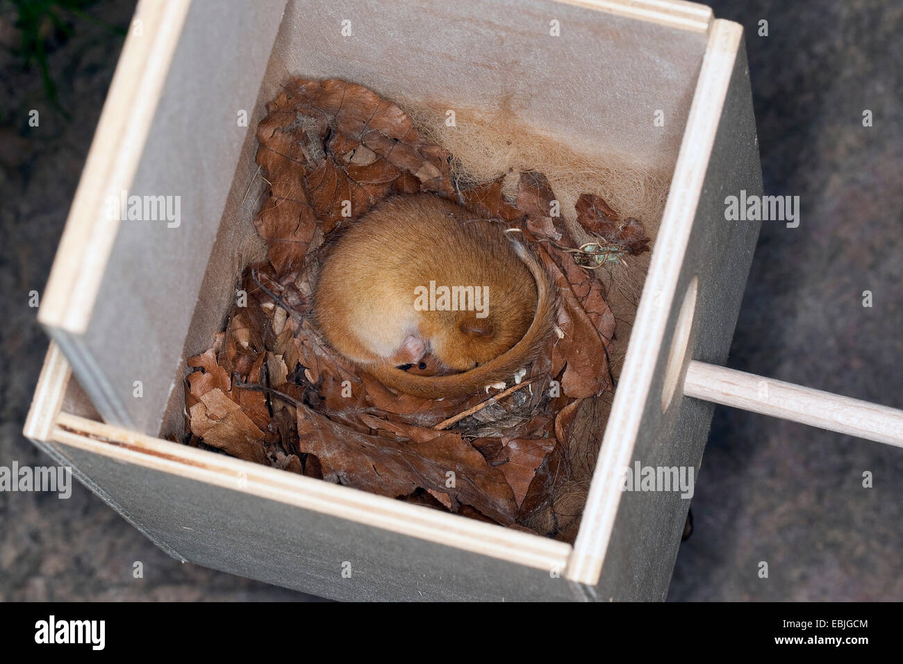Loir, commune du loir (Muscardinus avellanarius hazel), dormir dans un nichoir, Allemagne Banque D'Images