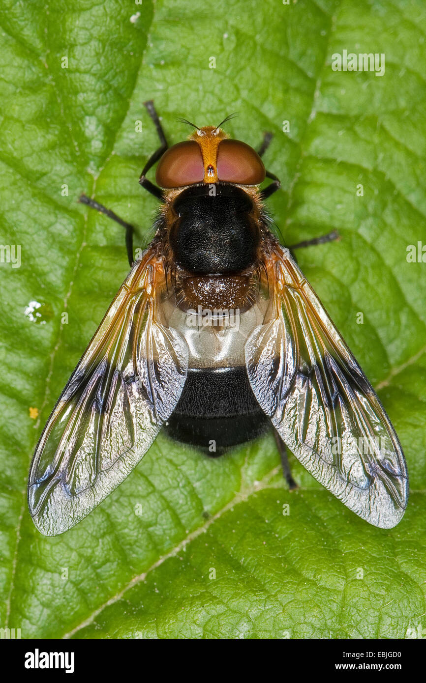 Hoverfly pellucide pellucide, Fly (Volucella pellucens), assis sur une feuille, Allemagne Banque D'Images