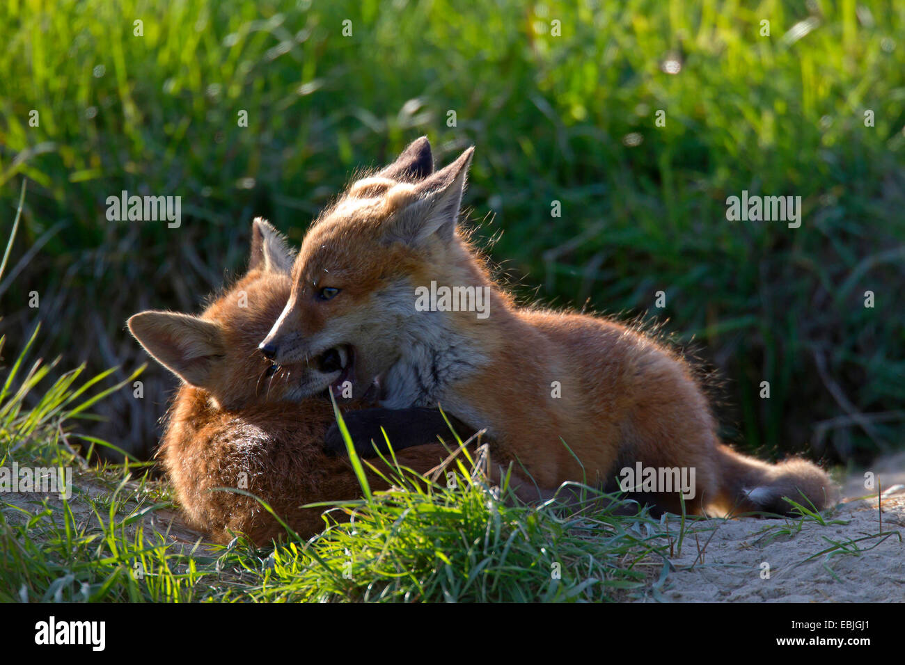 Le renard roux (Vulpes vulpes) renard, deux oursons jouant dans un pré, Allemagne, Schleswig-Holstein Banque D'Images