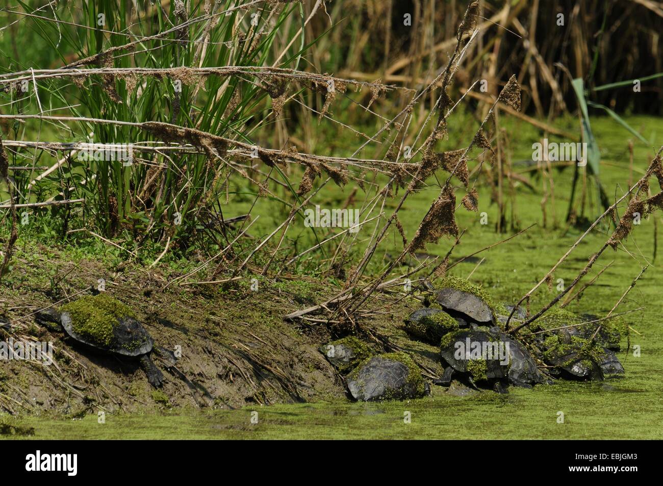 (Mauremys rivulata Terrapin balkanique, Mauremys caspica rivulata), colonie de tortues en une rivière, Grèce, Macédoine, Fluss Pinios Banque D'Images