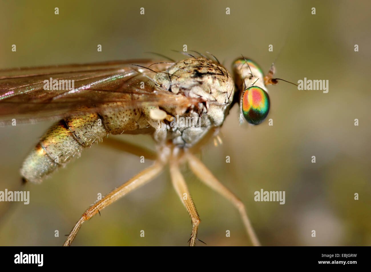 Long-legged fly (Dolichopus spec.), voler avec des yeux, Allemagne Banque D'Images