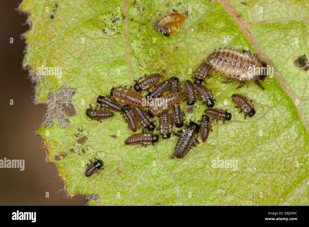 Des feuilles de peuplier rouge-coléoptère, la chrysomèle du peuplier, peuplier beetle (Chrysomela populi, Melasoma populi), les larves s'alimenter à une feuille de peuplier, Allemagne Banque D'Images