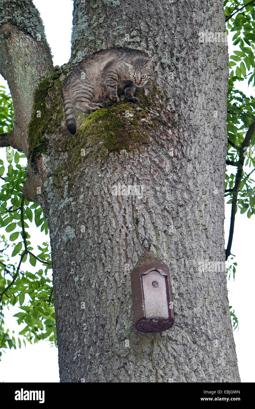 Chat domestique, le chat domestique (Felis silvestris catus. f), monte un tronc d'arbre pour se rendre à un nichoir fixé là, Allemagne Banque D'Images