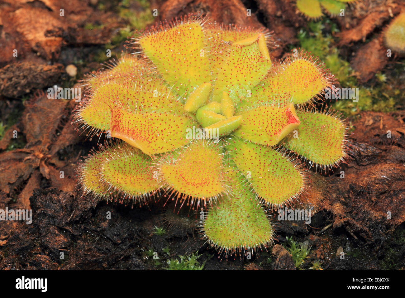 Le rossolis (Drosera admirabilis) Banque D'Images