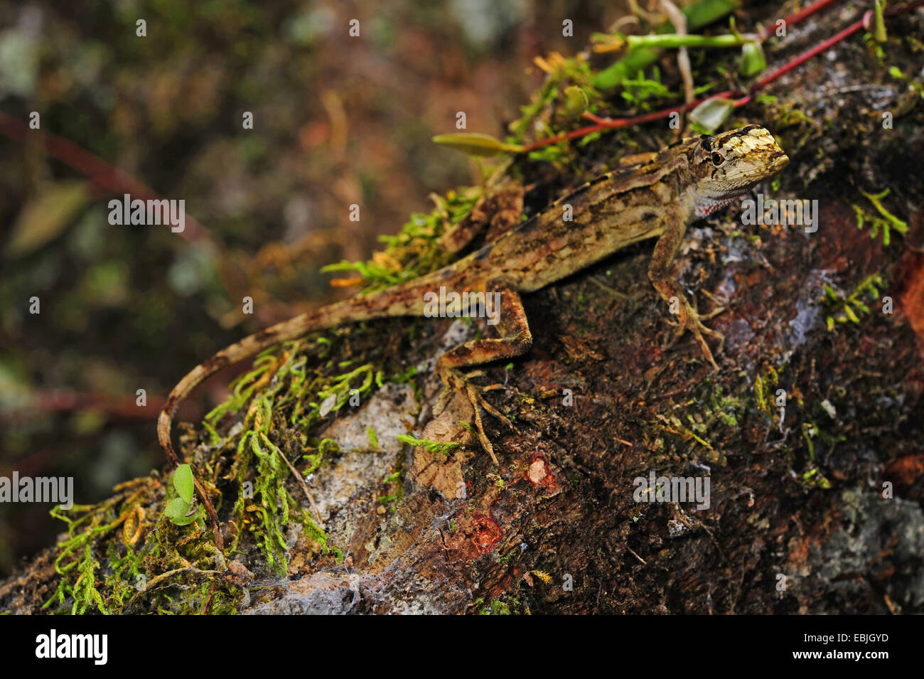 Anole (Anolis spec.), assis sur un tronc d'arbre moussu, Honduras, Las Marias Banque D'Images