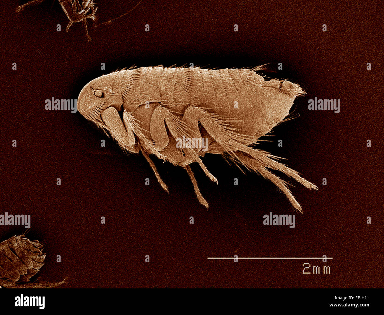 Une puce, Siphonaptera SEM Banque D'Images