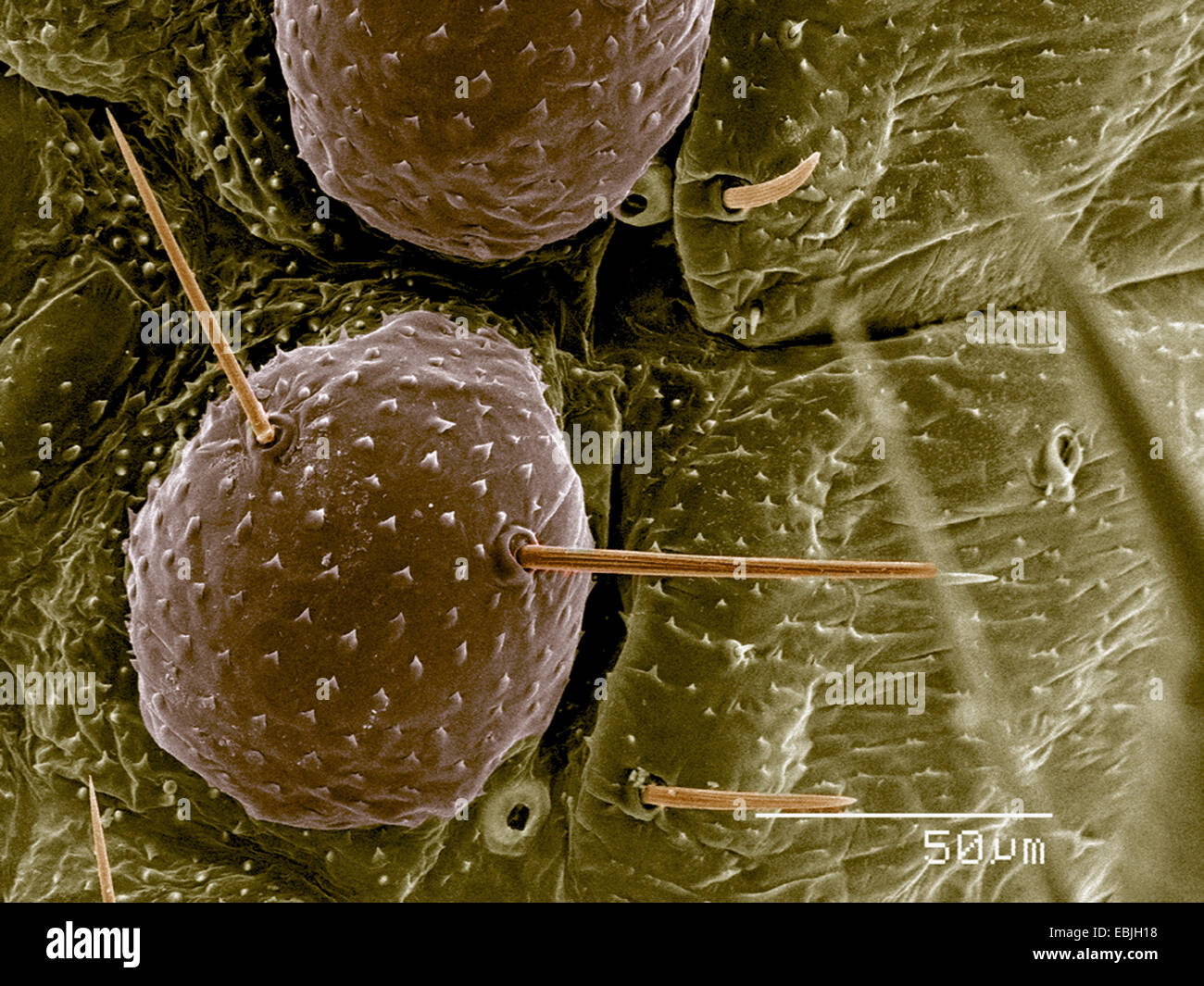 L'abdomen de la larve, la coccinelle Coccinellidae SEM Banque D'Images