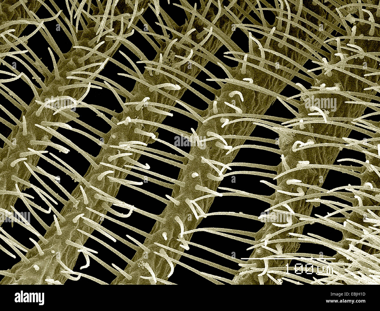 Des hommes de l'antenne, la tenthrède Diprion sp., Diprionidae SEM Banque D'Images