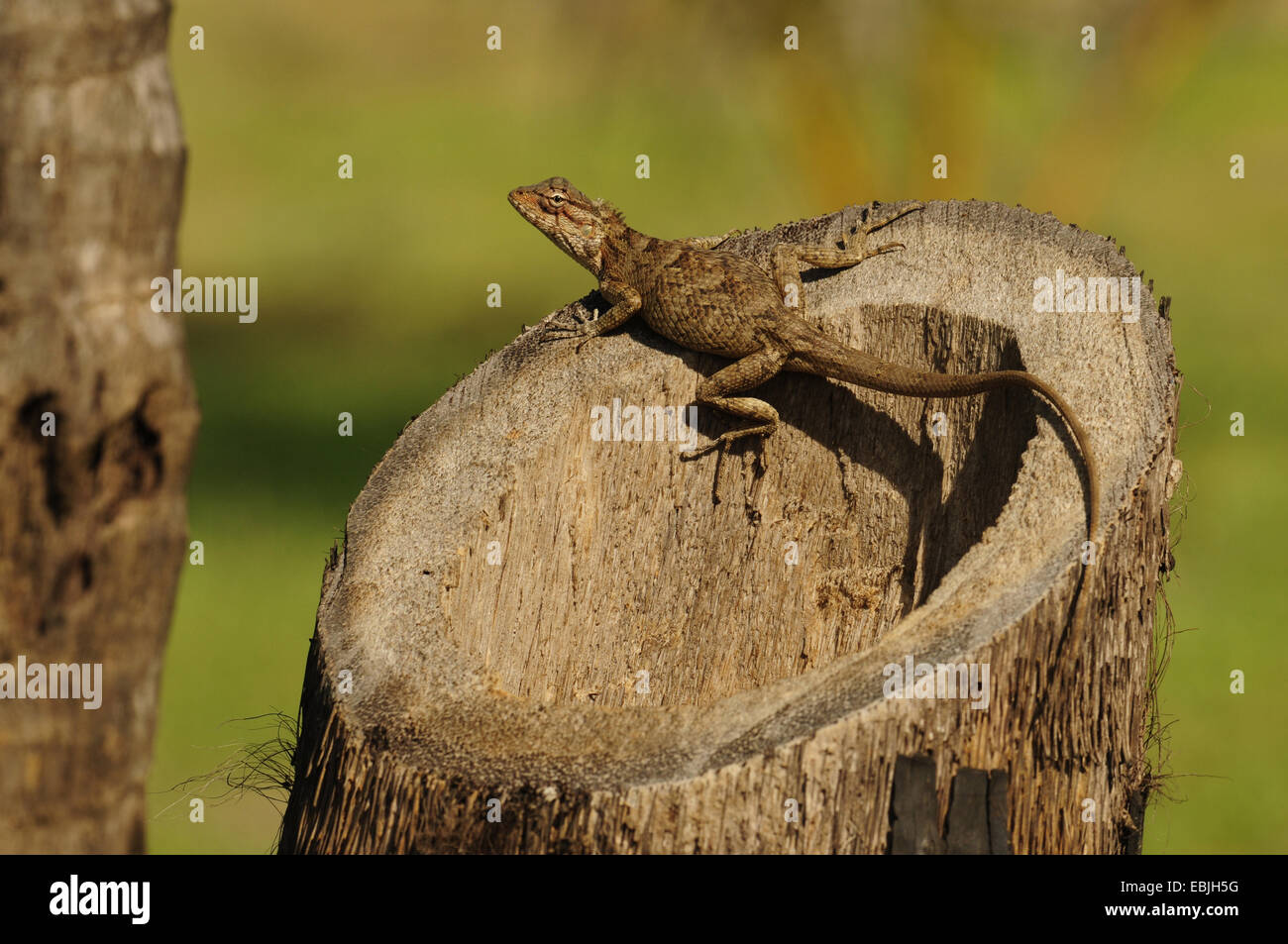 Bloodsucker commun indien, lézard, variable variable agama, chameleon (Calotes versicolor), homme assis sur un arbre snag, Sri Lanka Banque D'Images