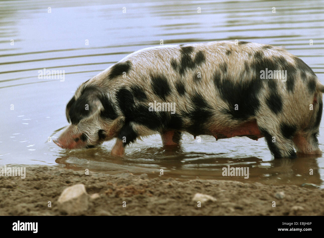 Porc Domestique Sus Scrofa Domestica F Exemple De La