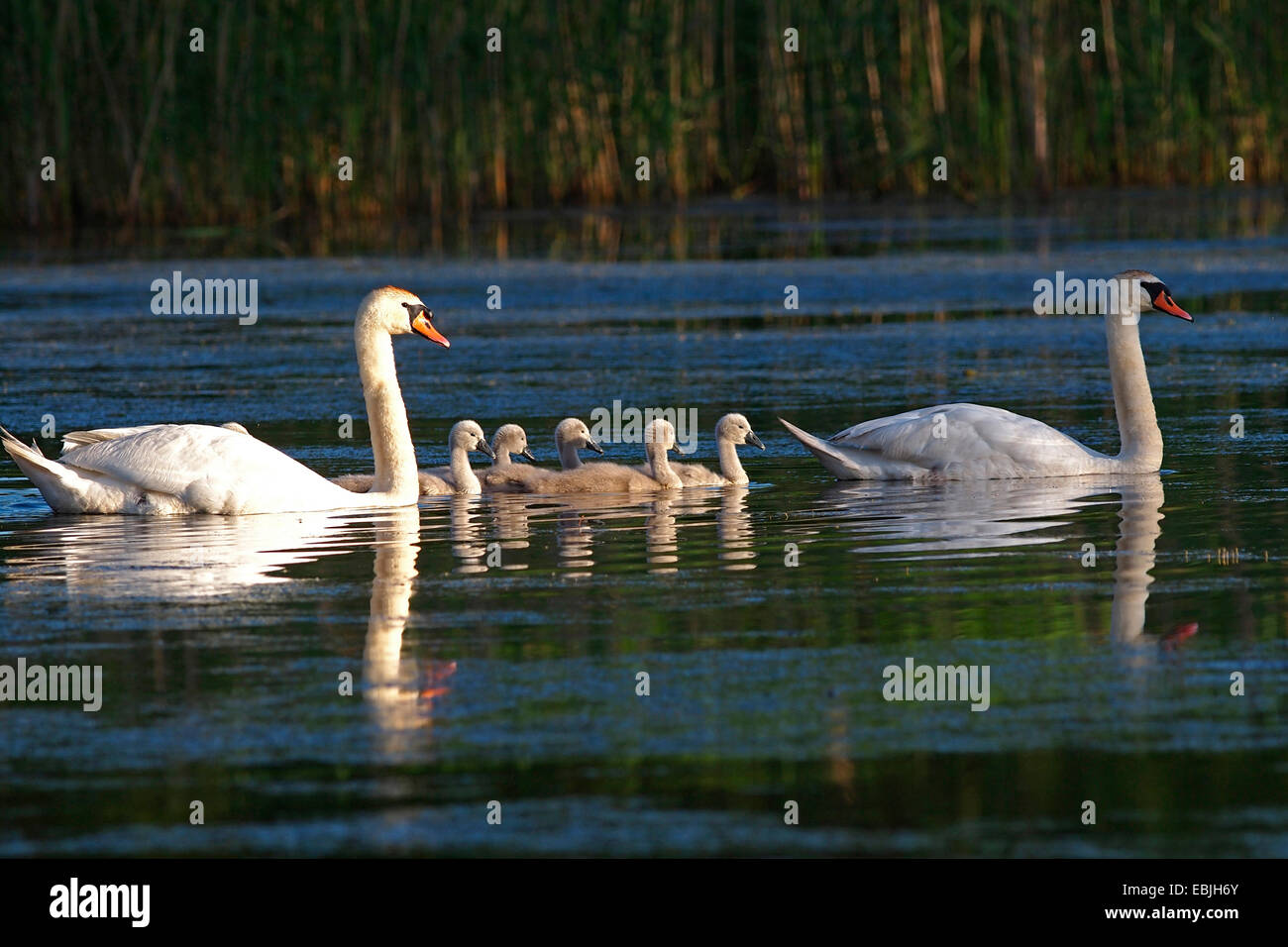 Mute swan (Cygnus olor), famille swan piscine sur un lac, mer Banque D'Images