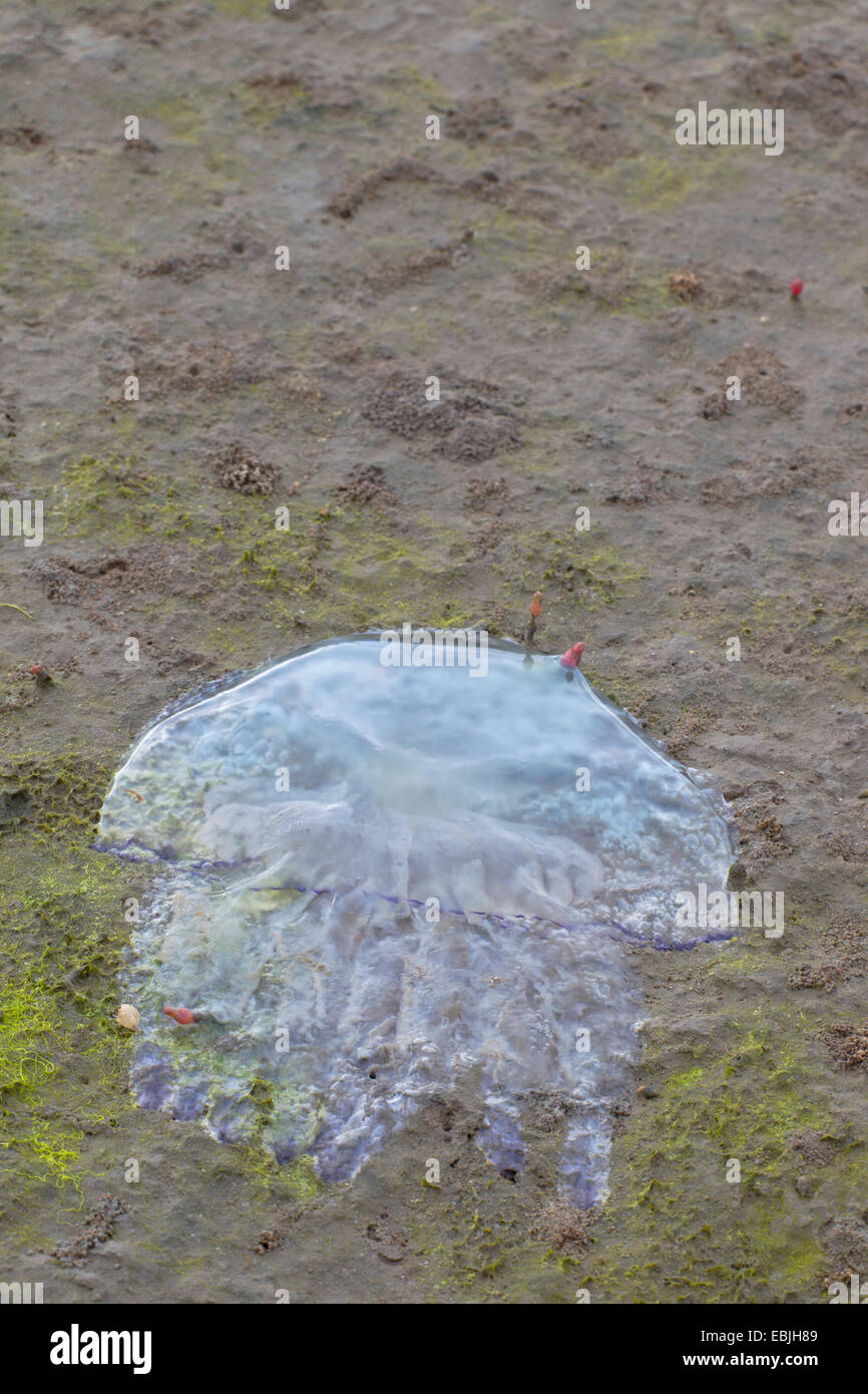 Chou bleu bleb, Méduse Rhizostome Rhizostoma Octopus, (Rhizostoma pulmo), dans la mer des Wadden, Allemagne, Schleswig-Holstein, Schleswig-Holstein mer des Wadden Parc National Banque D'Images