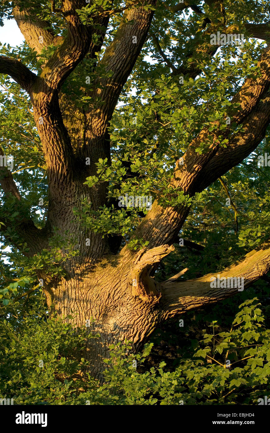 Le chêne commun, le chêne pédonculé, chêne pédonculé (Quercus robur), vieil arbre, Allemagne, Schleswig-Holstein Banque D'Images