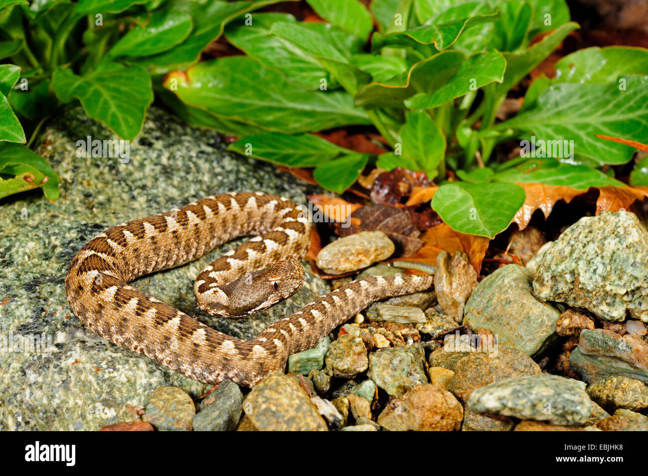 Nez-vipère à cornes, vipère à cornes, viper bec long (Vipera ammodytes), juvénile, Grèce, Thrakien Banque D'Images