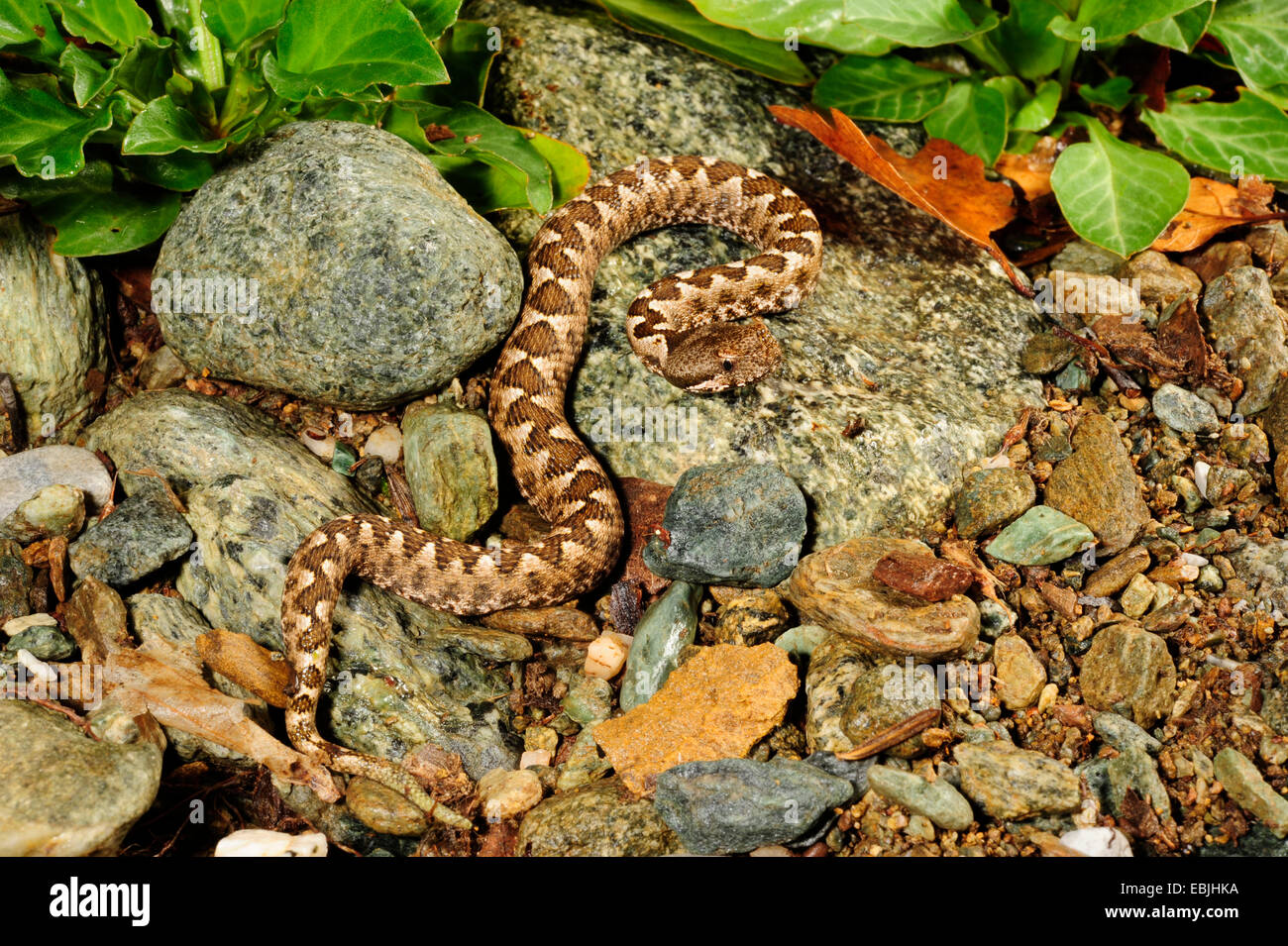 Nez-vipère à cornes, vipère à cornes, viper bec long (Vipera ammodytes), juvénile, Grèce, Thrakien Banque D'Images