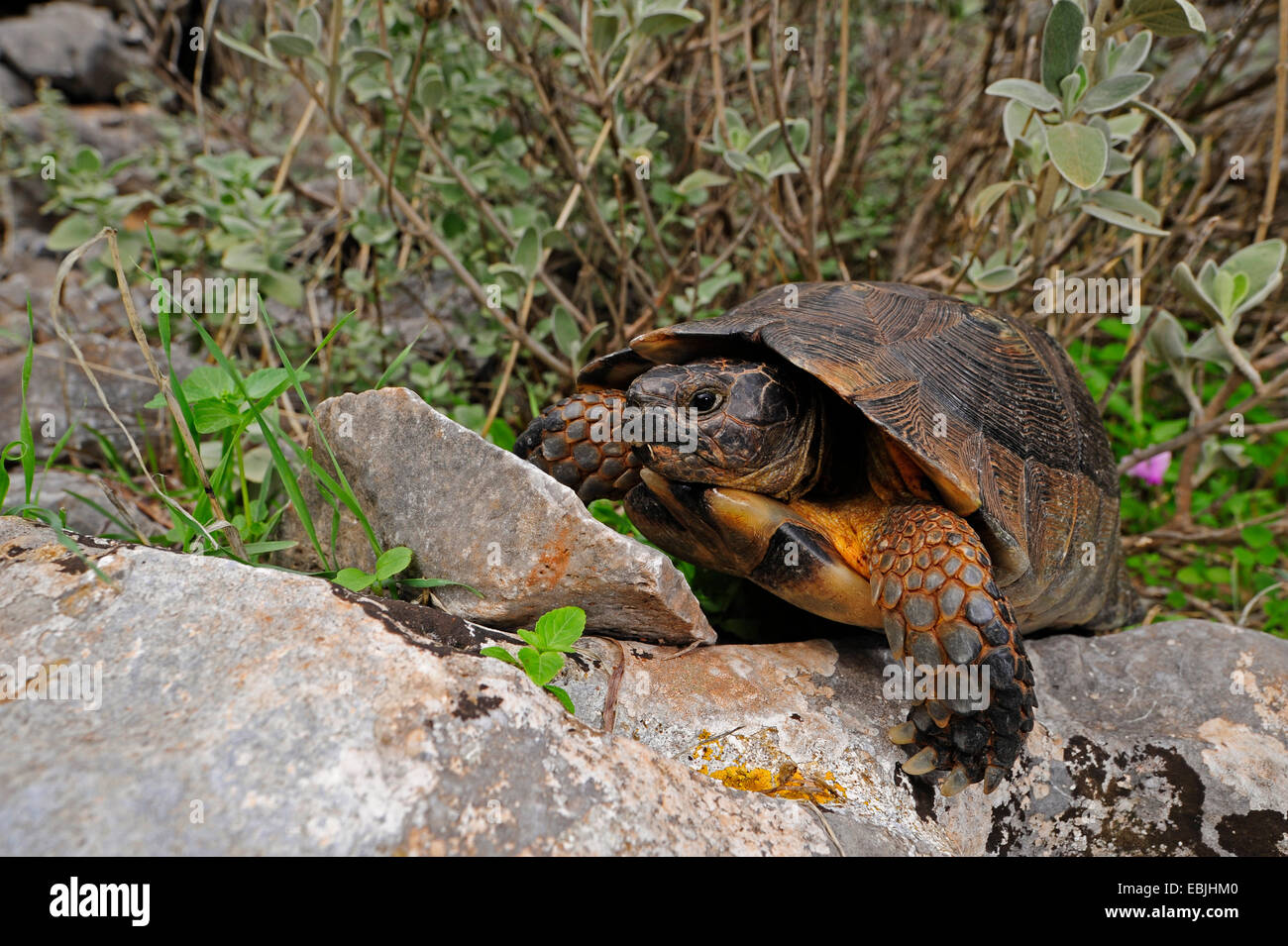 Chat tortue, marginated tortoise (Testudo marginata), marche à pied, Grèce, Péloponnèse, Mani Banque D'Images Chat tortue, marginated tortoise (Testudo marginata), marche à pied, Grèce, Péloponnèse, Mani Banque D'Images