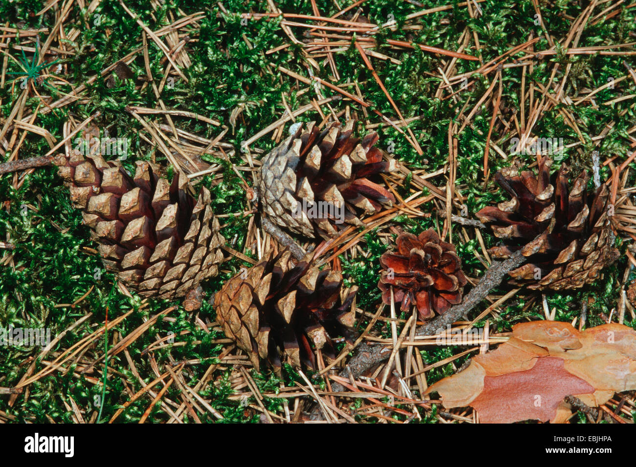 Pin sylvestre, le pin sylvestre (Pinus sylvestris), cônes couché dans Moss, Allemagne Banque D'Images