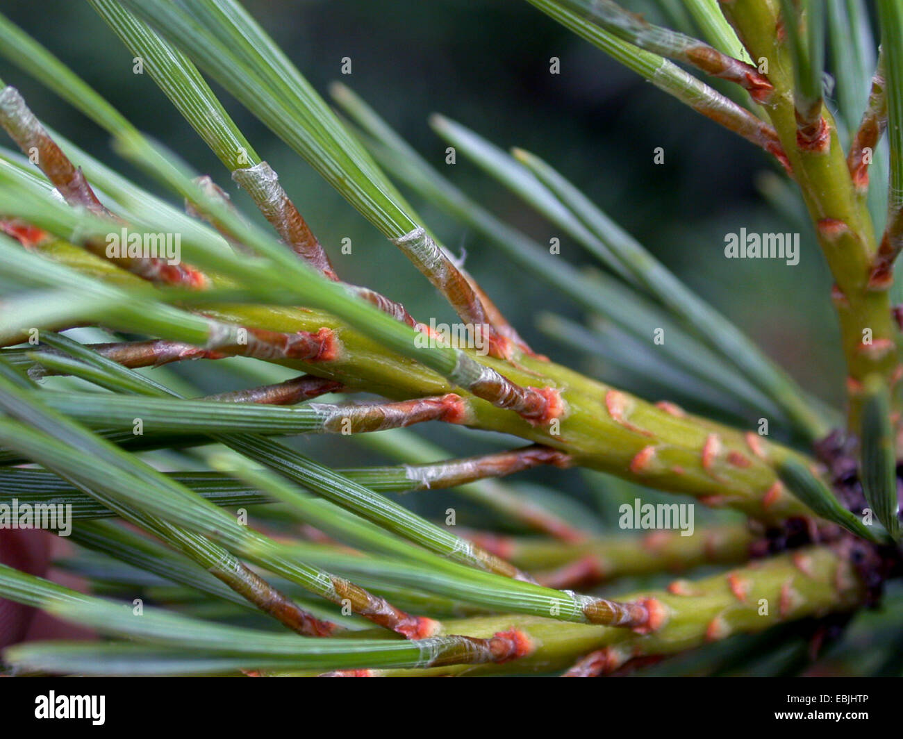 Pin Sylvestre Le Pin Sylvestre Pinus Sylvestris De La Direction Generale Avec L Aiguille Allemagne Photo Stock Alamy