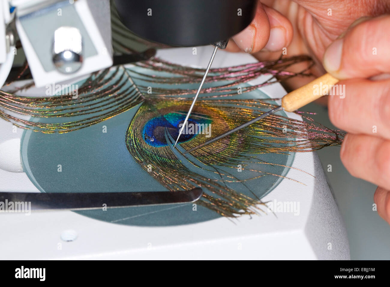 Pavo cristatus common (paons), Barb exposés d'une plume de paon pour la recherche et de barbules crochets avec des jumelles Banque D'Images
