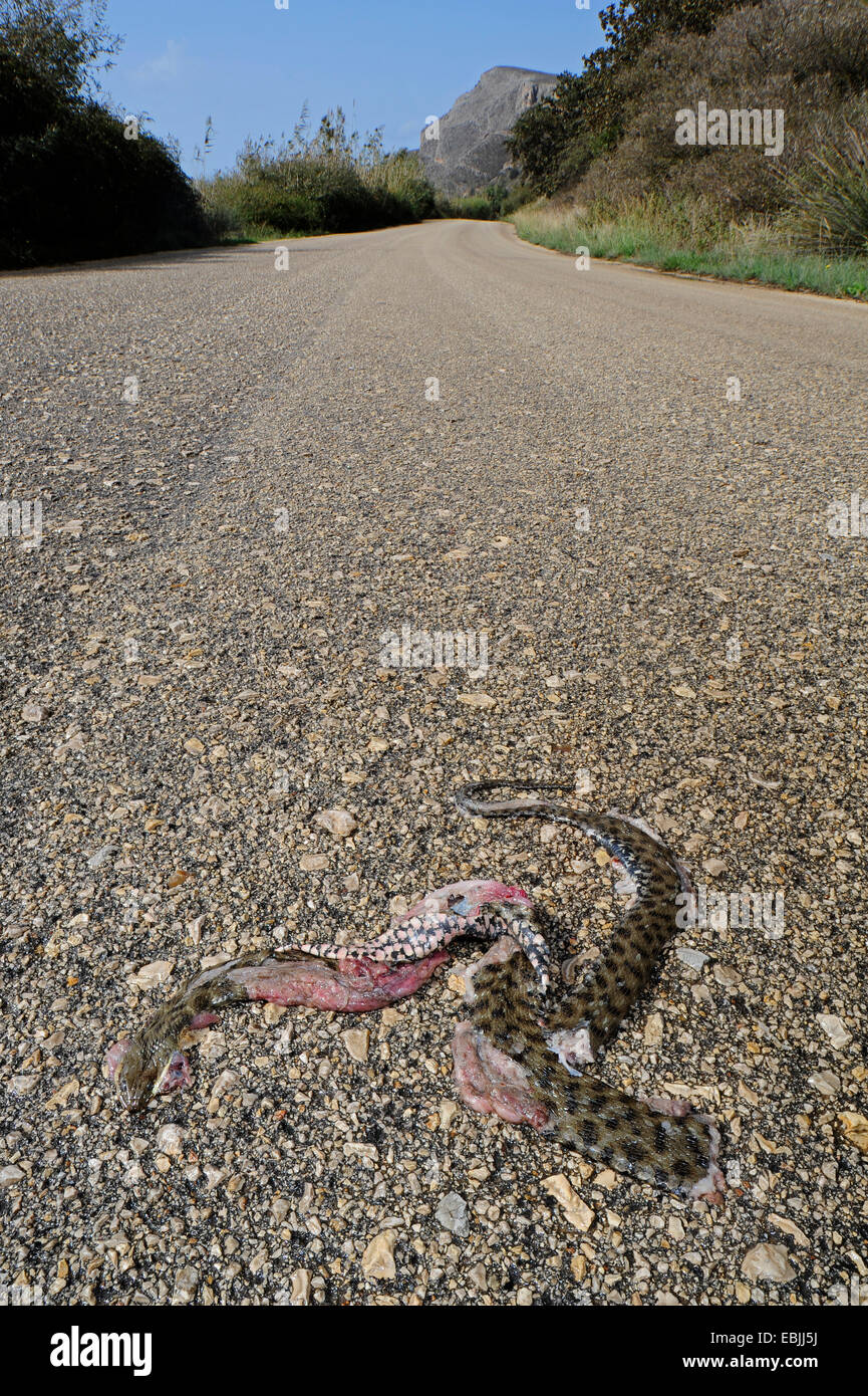 Snake (Natrix tessellata dés), fait tomber snake dés sur une route dans une zone de conservation, la Grèce, Péloponnèse Banque D'Images